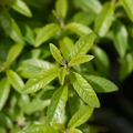 檸檬馬鞭草精油