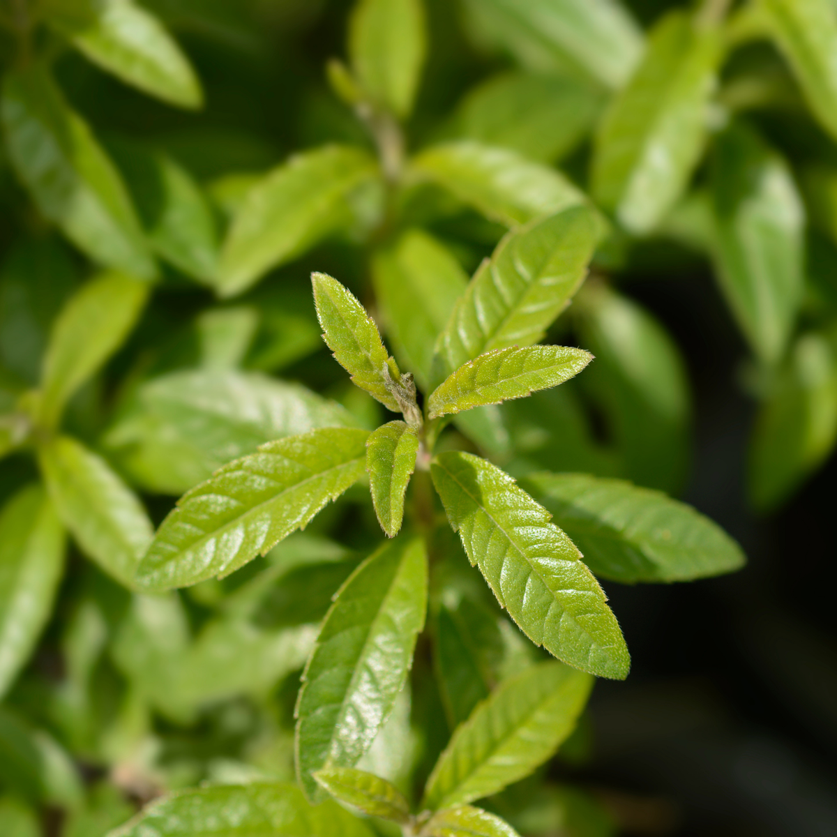 檸檬馬鞭草精油
