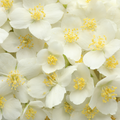 茉莉花精油
